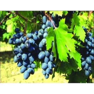Verwurzelte Weinrebe - 3 Varietät - Verwurzelte 6 Stück Trauben Pflanzen