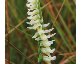 Autumn Lady's Tresses - Spiranthes spiralis 5 Fresh Bulbs