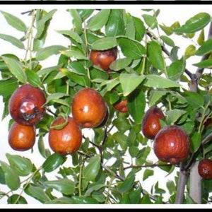 Jujube (Ziziphus jujuba) 30 Fresh Seeds