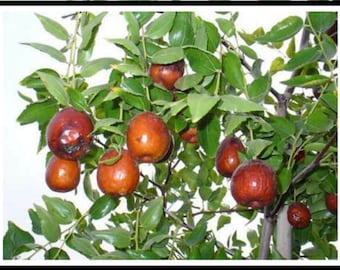Azufaifa (Ziziphus jujuba) 30 Semillas Frescas