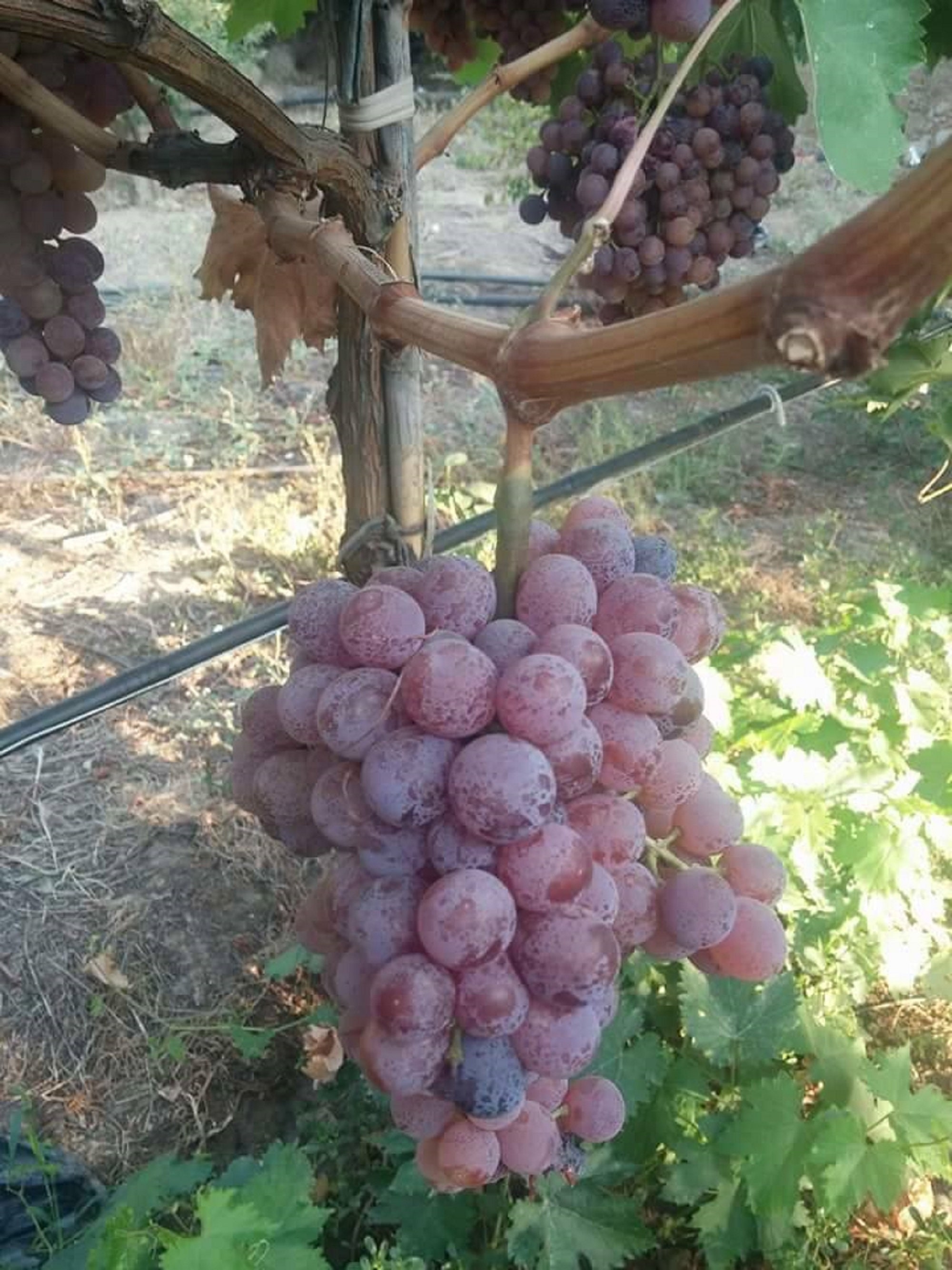 Rooted Grape Vine Pink Reliance Seedless Grapes Rooted 3 Pieces Grapes