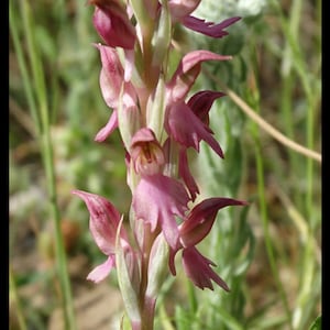 Holy orchid - Orchis sancta - Anacamptis sancta - 5 Fresh Tubers