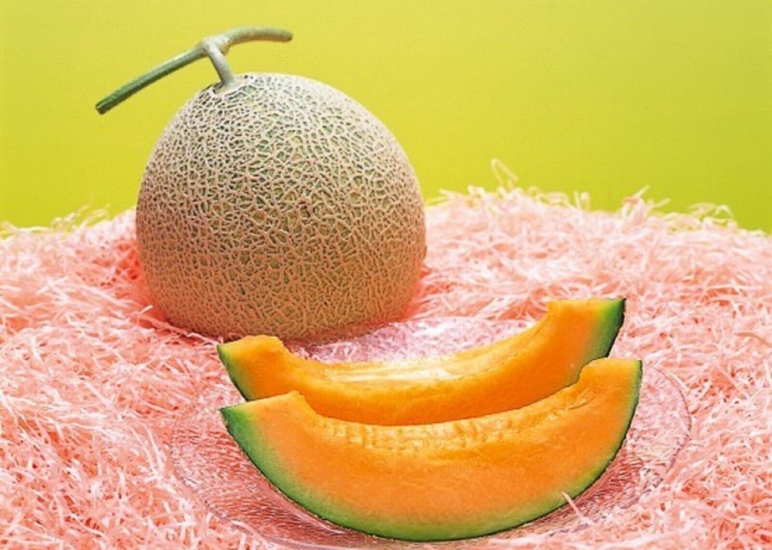 Buy Yubari King Melon - 30 Fresh Seeds Online in India - Etsy