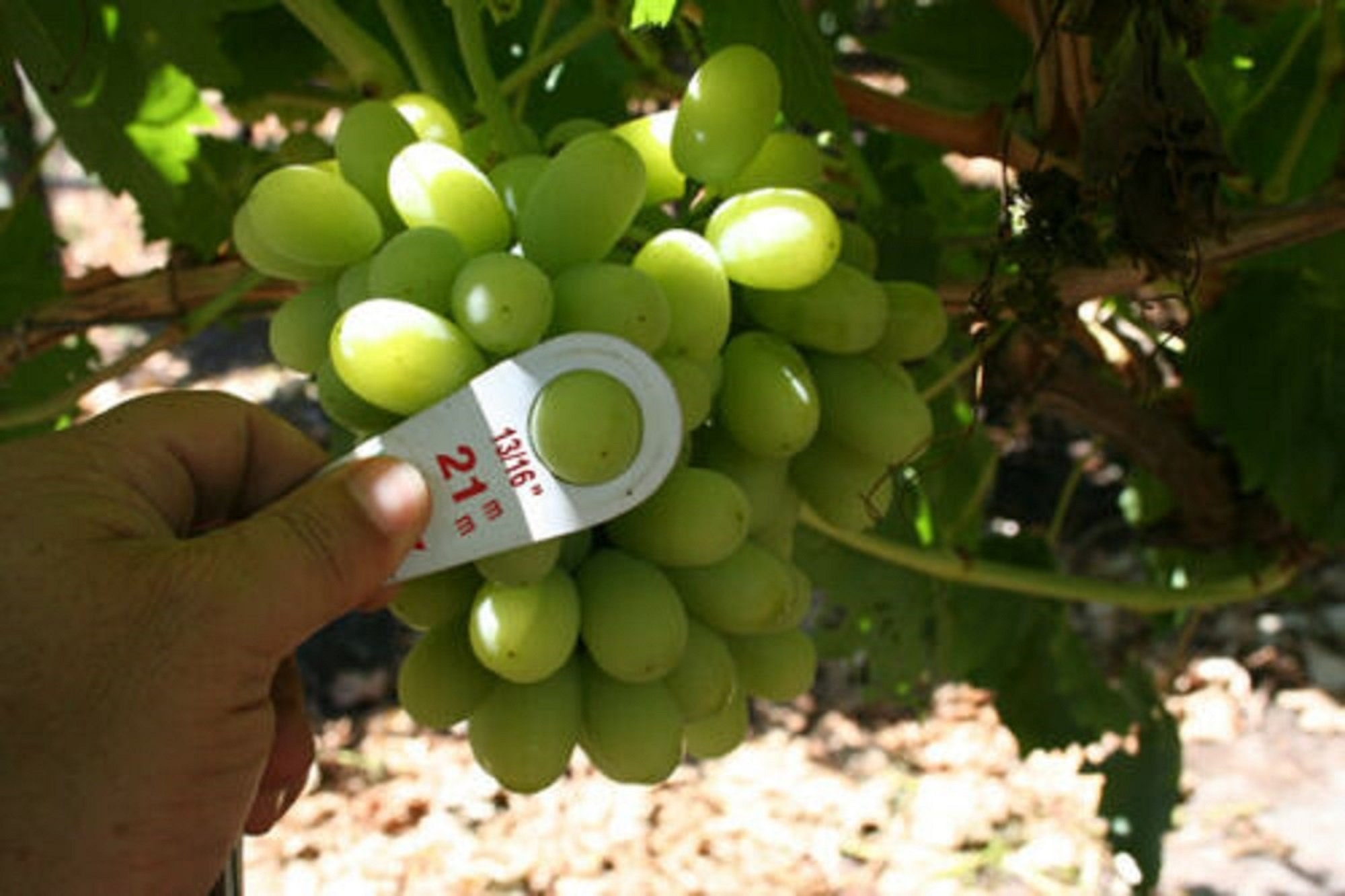 Rooted Grape Vine Thompson Seedless Grapes Rooted 3 Pieces Grapes ... - Are Thompson Seedless Grapes Poisonous To Puppies