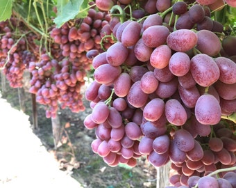 4 boutures de raisins sans pépins Allison