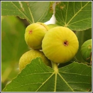 Sarilop Fig 3 Fresh Cuttings