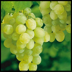 Raisin sans pépins Thompson 4 boutures fraîches