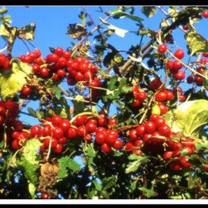 Black Bryony - Tamus communis - 50 Fresh Seeds