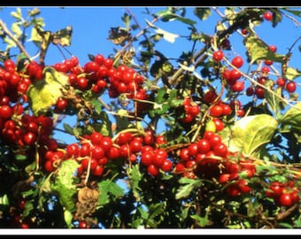 Black Bryony - Tamus communis - 50 Fresh Seeds