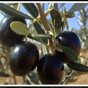 Gemlik Olive Tree 5 Fresh Cuttings