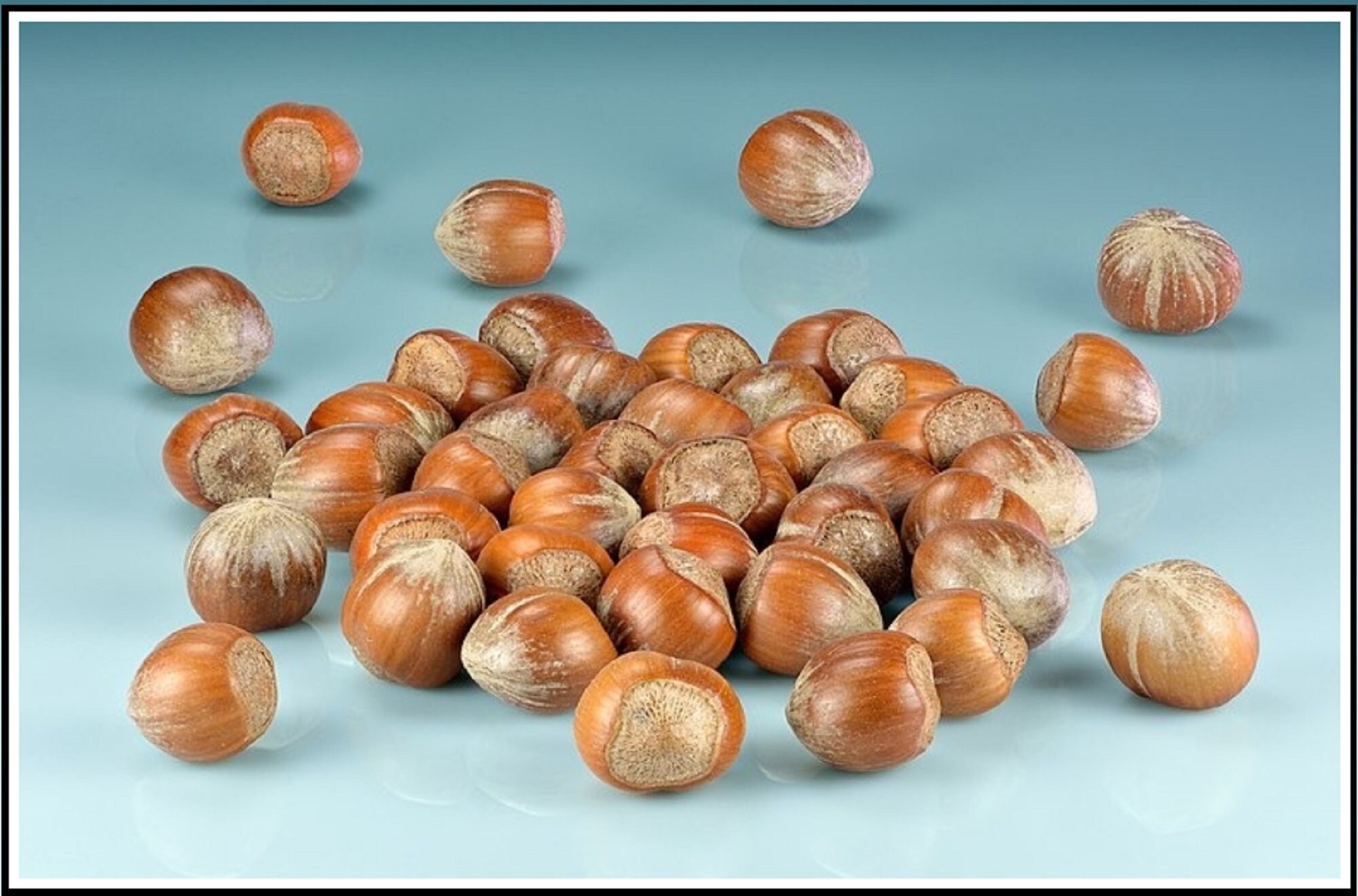 Hazelnut Tree Seeds 50 Fresh Seeds Etsy