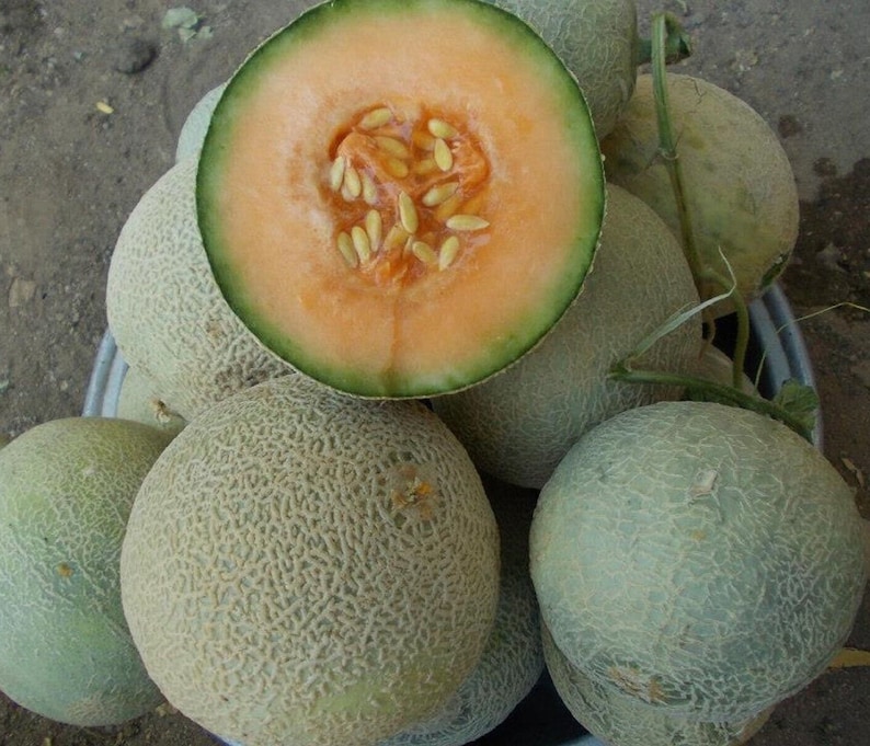 Yubari King Melon 30 Fresh Seeds Etsy