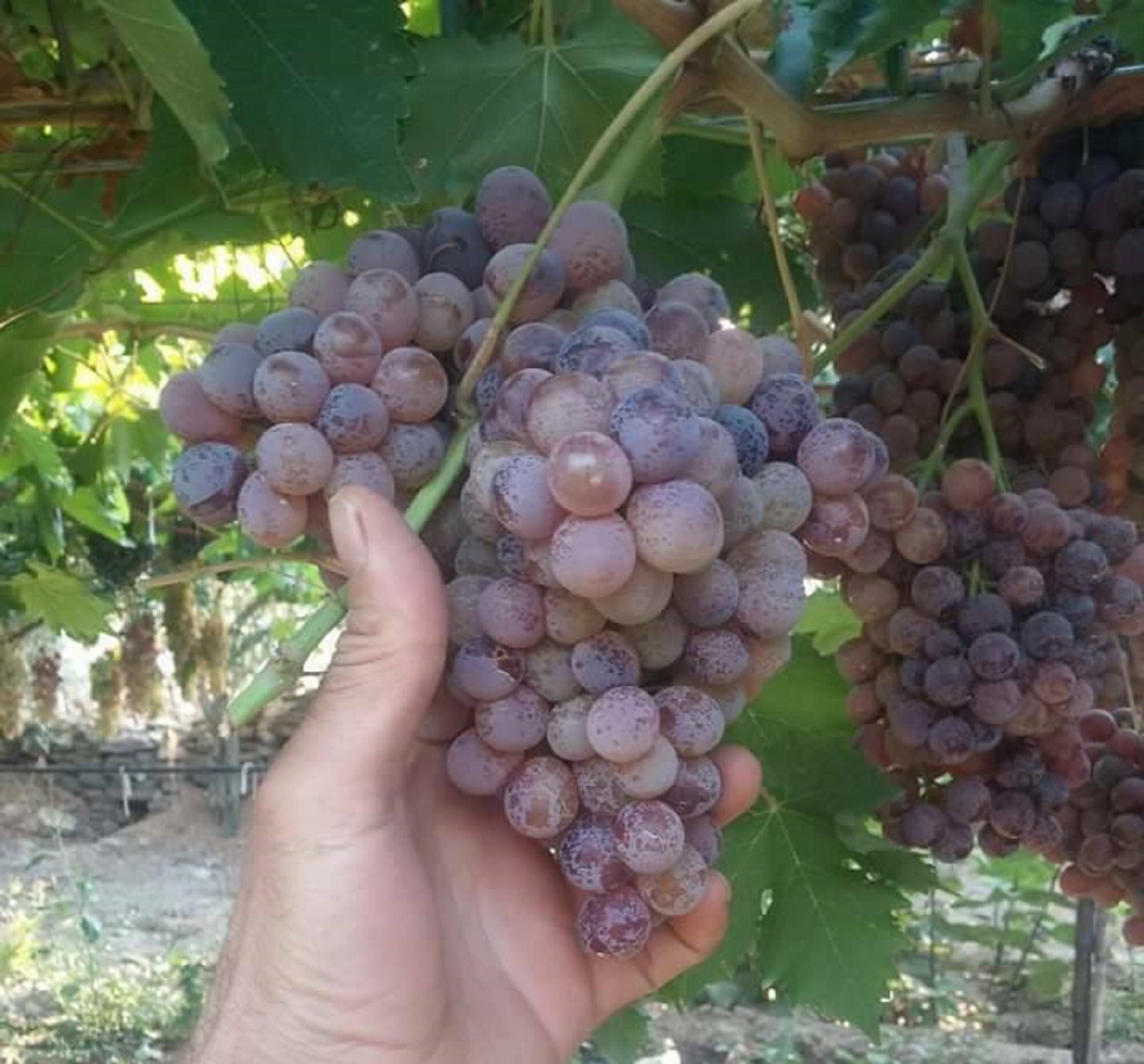 Rooted Grape Vine Pink Reliance Seedless Grapes Rooted 3 Pieces Grapes