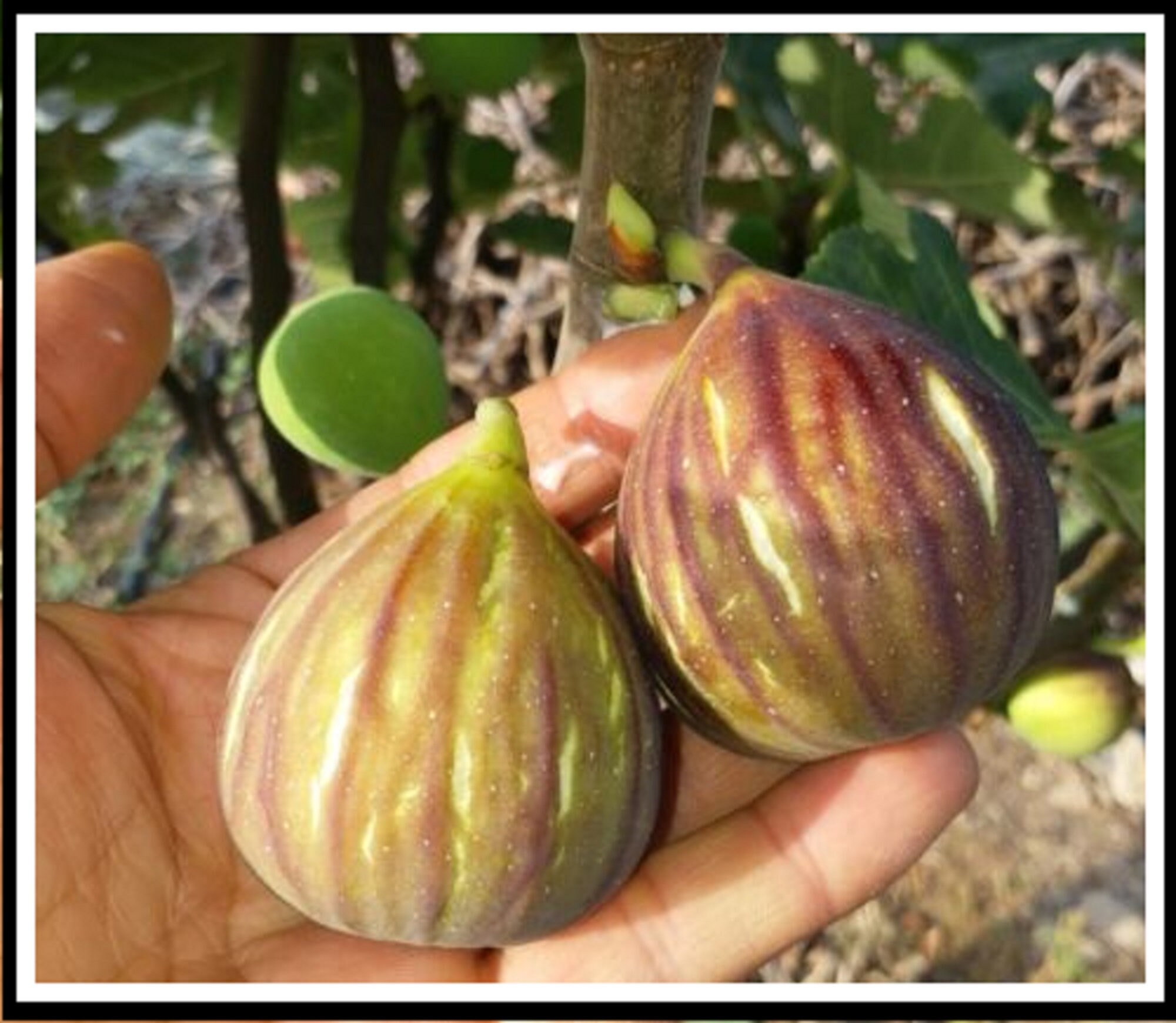 LSU O'Rourke Fig (LSUオルーク イチジク)の特徴・味・耐寒性