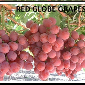 Uvas Red Globe 3 Estacas Frescas