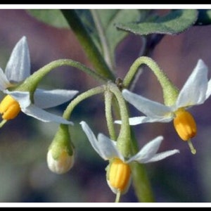 Semi di Solanaceae 2 Varietà 200 Semi Freschi