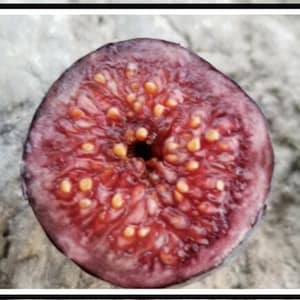 Fig Tree Cuttings - Sapanca Fig 3 Fresh Cuttings