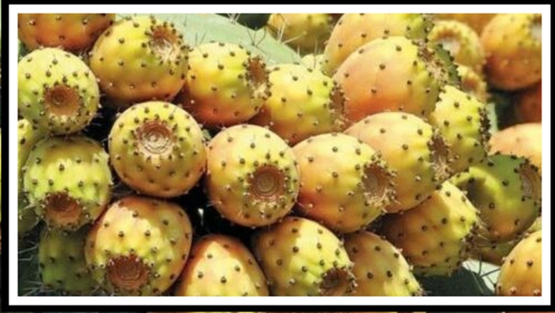 Bumpy Pear Opuntia Ficus Indica Prickly Pear 2 Variety 100 Seeds - Etsy Canada