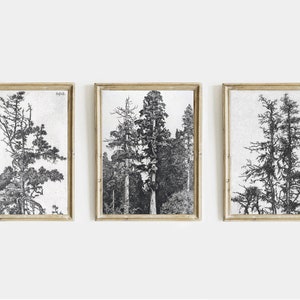 Masculine Tree Print | Neutral Wall Art | Masculine Wall Art | Cabin Artwork | Manly Print Set | Hunting and fishing gallery wall | Manly