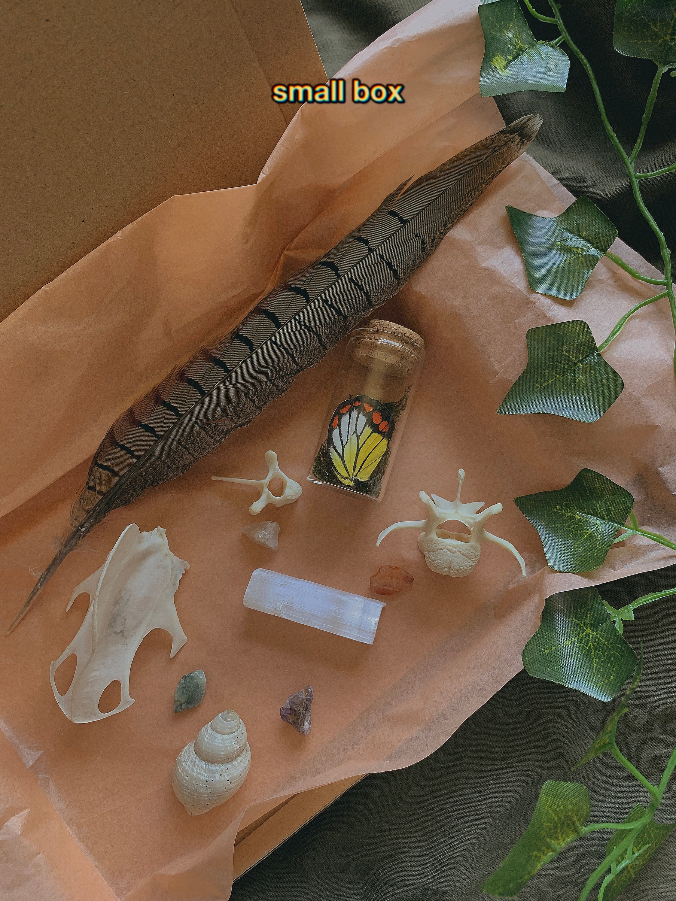 Mystery Oddity Boxes // Bones Corvid Core Crystals Shells Etsy UK