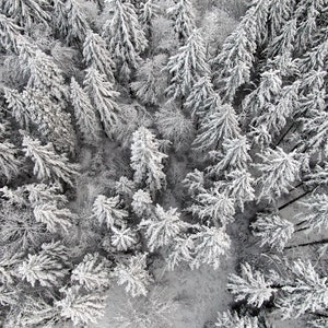 Snowy Trees