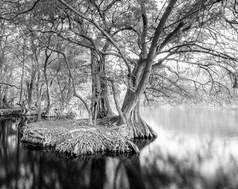 Willow Tree Roots Fine Art Print: Black and White Lake Camecuaro