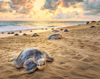 Female Sea Turtles on Beach at Sunset-Nesting Ground-Mexico Wildlife Photography-Print-Canvas-Wall Decor-Wall Art