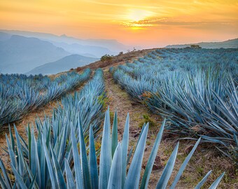 Tequila Sunrise-Sunrise over cactus field-Cactus landscape-Blue Agave-Mexico Photography-Print-Canvas-Wall Decor-Wall Art-Fine Art