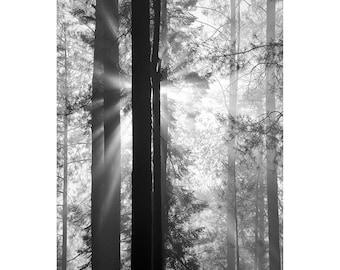 Black and White Pine Forest Print: Sun Rays, Large Wall Art