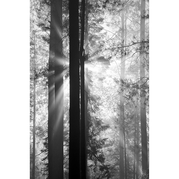 B&W Dramatic Filtered Sun Rays in Pine Tree Forest-Black and White-BW Fine Art Print-Large Wall Hanging-Home Decor