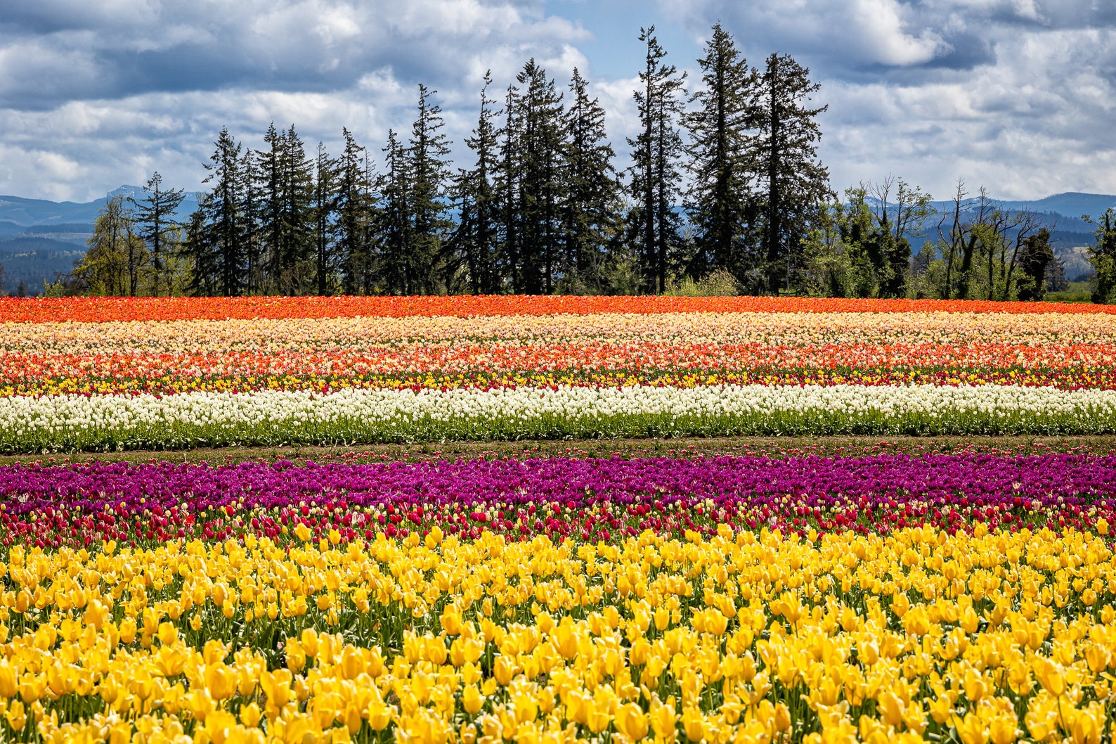 Colorful Tulip Field Art Print: Oregon Floral Landscape, Large Wall ...