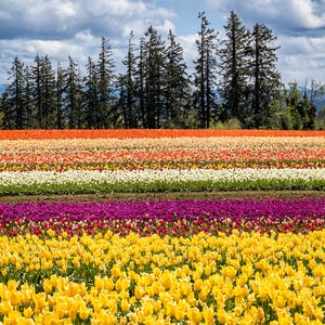 Colorful Tulip Field Art Print: Oregon Floral Landscape, Large Wall Hanging