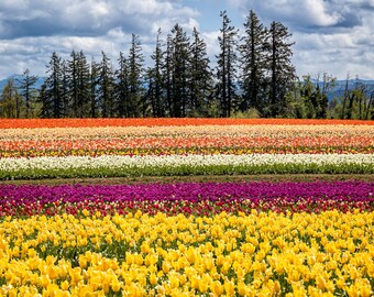 Colorful Tulip Field Art Print: Oregon Floral Landscape, Large Wall Hanging