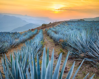 Tequila Sunrise-Sunrise over cactus field-Cactus landscape-Blue Agave-Mexico Photography-Print-Canvas-Wall Decor-Wall Art-Fine Art