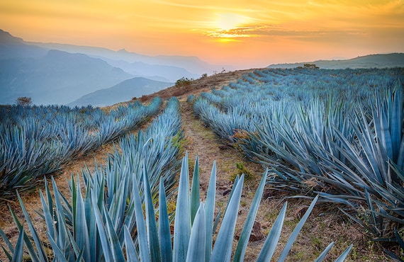 Tequila Sunrise-sunrise Over Cactus Field-cactus Landscape-blue Agave-mexico  Photography-print-canvas-wall Decor-wall Art-fine Art - Etsy