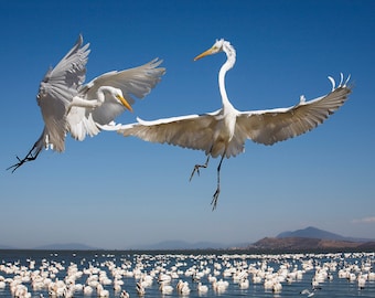 White Egrets Gracefully Fighting-Stunning Bird Photography-Lake Chapala Guadalajara-Wildlife-Action-Print-Canvas-Wall Decor-Large Wall Art