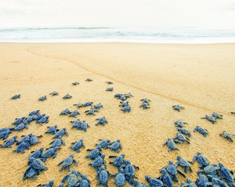 Baby Sea Turtles Photography Print: Minimalist Beach Canvas Wall Art