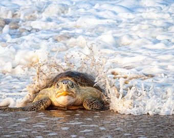 Sea Turtle on Beach-Adult Female Sea Turtle-Wildlife-Nesting-Determination-Perseverance-Canvas-Wall Decor-Large Wall Art-Ready to Hang