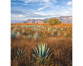 Tequila Cactus Field Landscape Photograph-Blue Agave-Mexico Photography-Vertical Print-Canvas-Wall Decor-Wall Art-Restaurant Bar Decor