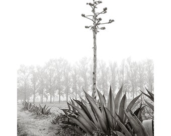 Century Plant Agave Cactus Fine Art Print: Black and White Mexico Wall Decor