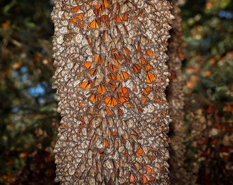 Monarch Butterfly Sanctuary Photo Print: Mexico Wildlife Wall Art
