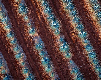 Tequila Cactus Field Abstract Pattern-Cactus Landscape-Blue Agave-Mexico Aerial Photography-Print-Canvas-Wall Decor-Restaurant Bar Decor