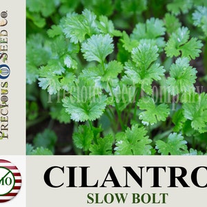 Heirloom Cilantro Seeds - Slow Bolt (Non-GMO)
