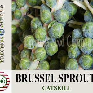 Heirloom Brussels Sprouts Seeds - Catskill (Non-GMO)
