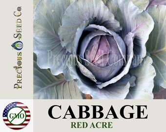 Heirloom Cabbage Seeds - Red Acre (Organic)