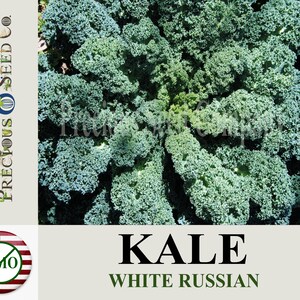 Heirloom Kale Seeds - White Russian (Non-GMO)