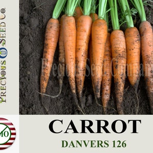 Heirloom Carrot Seeds, Danvers 126 (Non-GMO)