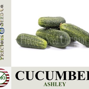 Heirloom Cucumber Seeds - Ashley (Non-GMO)