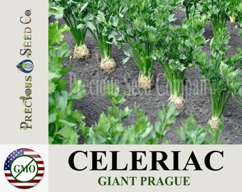 Heirloom Celeriac Seeds - Giant Prague (Non-GMO)