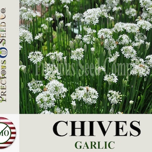 Heirloom Chives Seeds - Garlic (Non-GMO)